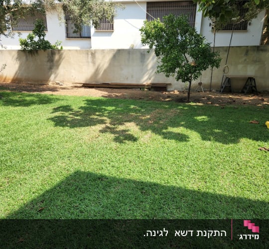 דשא ירוק עם עצים וצל, שולחן עבודה לגינון